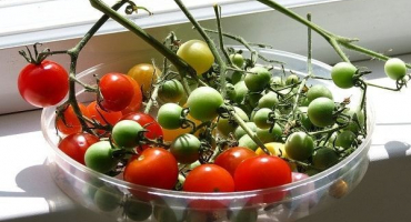 Popis odrůdy rajčat pomisolka, její vlastnosti a produktivita